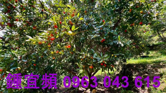 新竹芎林農地_山坡地_休閒地-12