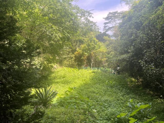 台中東勢山坡地-4