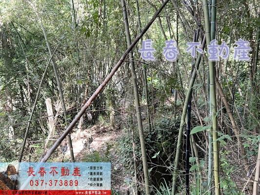 獅潭林地-5