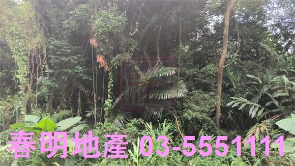新竹竹東林地-6