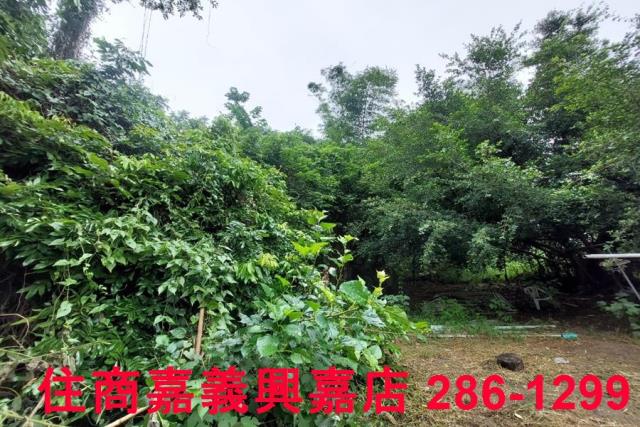 嘉義農地-6