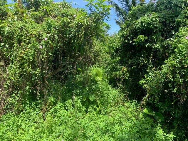 嘉義中埔農地-7