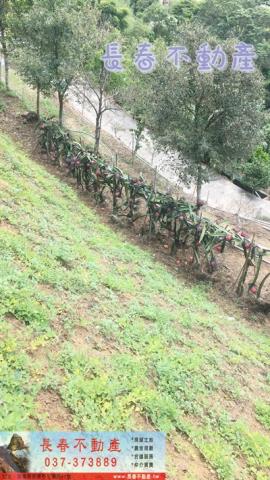 苗栗卓蘭農地_山坡地_休閒地-3