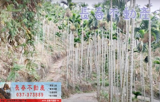 苗栗卓蘭林地-8