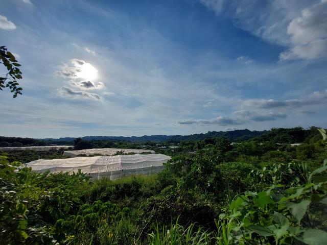 大內農地_山坡地_林地-11