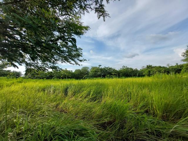 大內農地_山坡地_林地-6