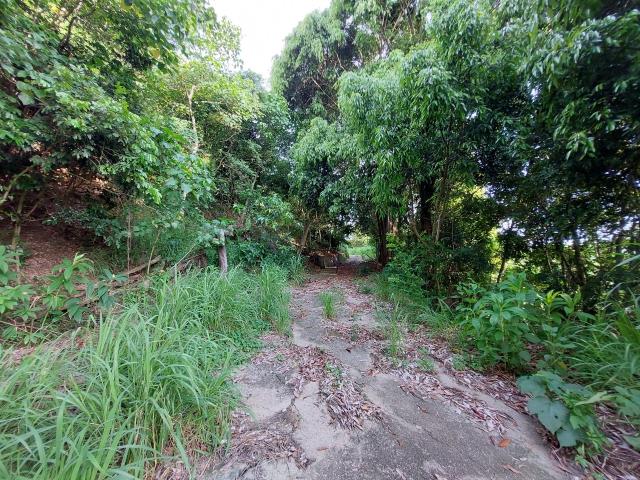 大內農地_山坡地_林地-8