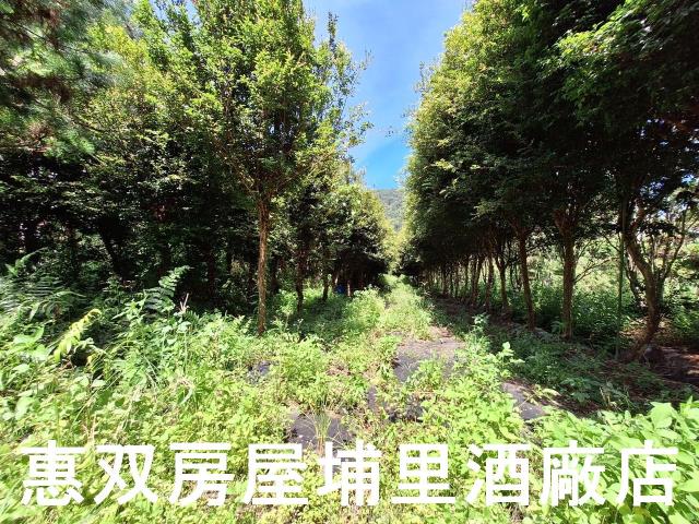 埔里農地-8