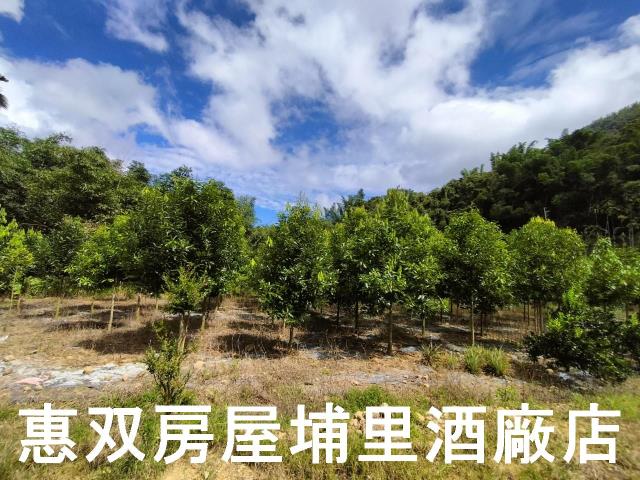 埔里農地-9