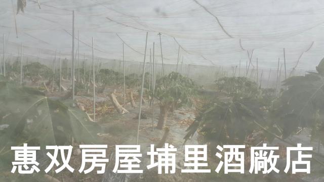 埔里農地-1