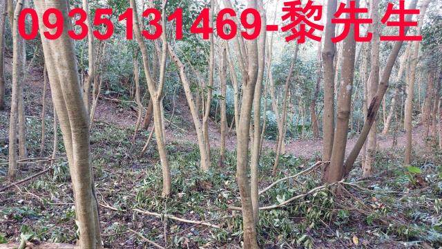 苗栗農地_林地-14
