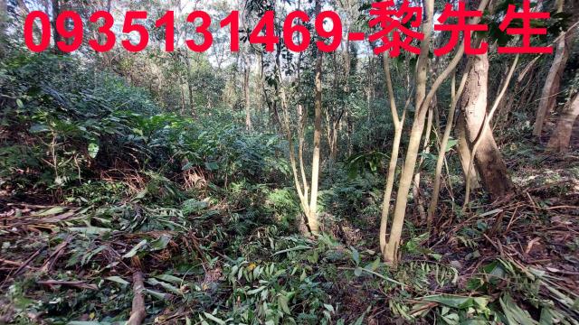 苗栗農地_林地-1