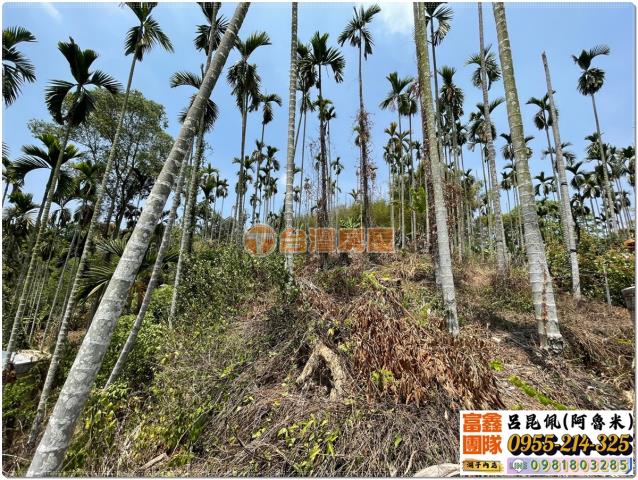 嘉義中埔農地_建地_農建地-5