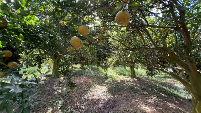 新竹峨眉農地_山坡地-10