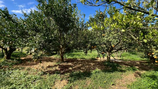 新竹峨眉農地_山坡地-11