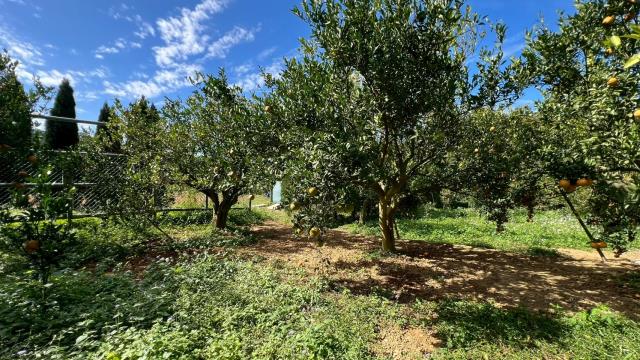 新竹峨眉農地_山坡地-12