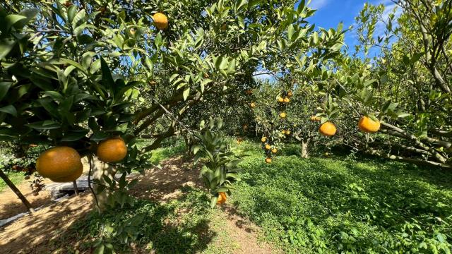 新竹峨眉農地_山坡地-13