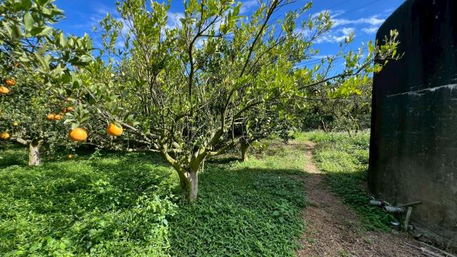 新竹峨眉農地_山坡地-14