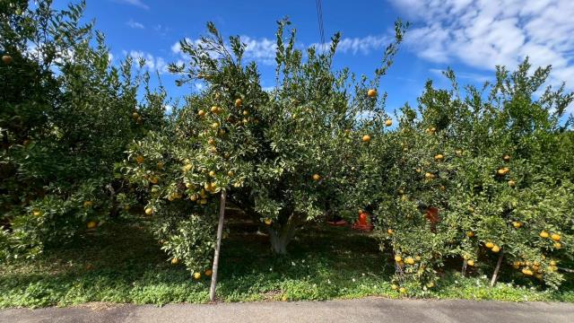 新竹峨眉農地_山坡地-2