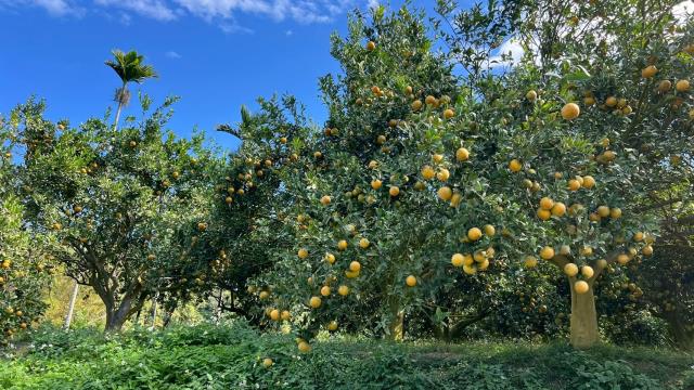 新竹峨眉農地_山坡地-3
