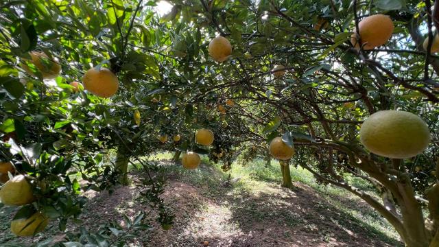 新竹峨眉農地_山坡地-5
