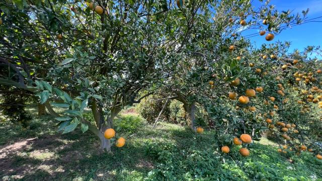 新竹峨眉農地_山坡地-6