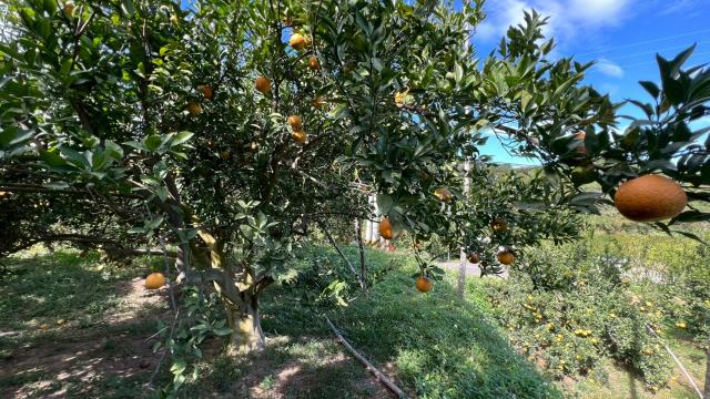 新竹峨眉農地_山坡地-7