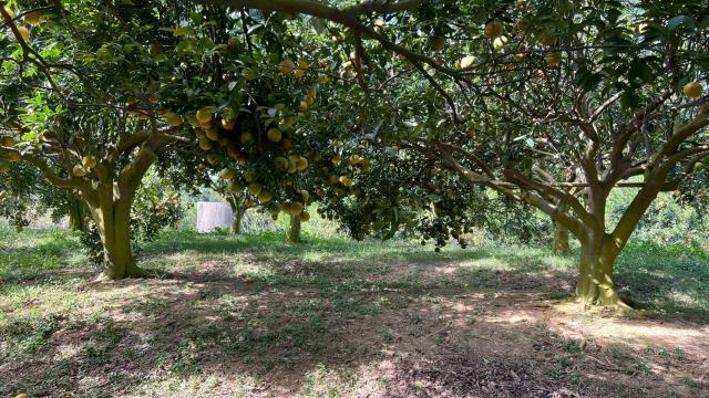 新竹峨眉農地_山坡地-9