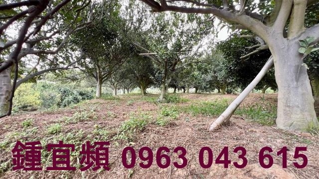 新竹峨眉農地_山坡地-11