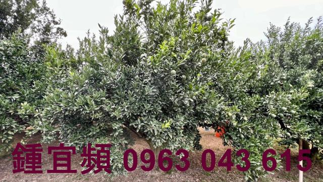 新竹峨眉農地_山坡地-6