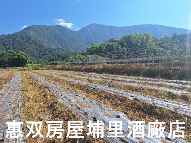 南投埔里農地-4