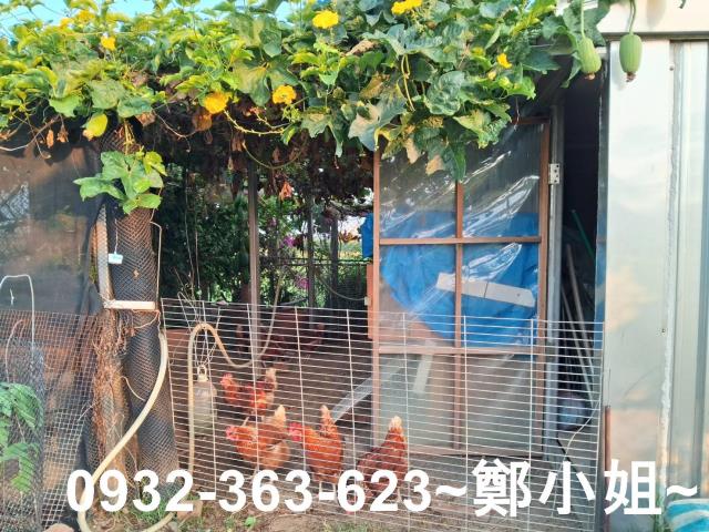 新屋農地-10