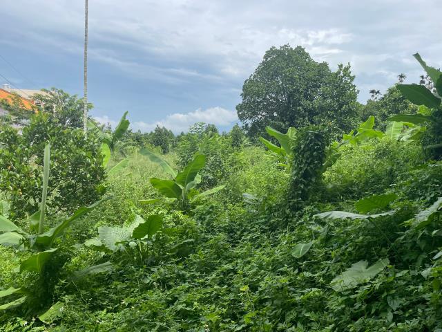 中埔農地-11