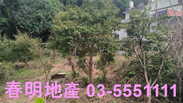 新竹關西建地_道路地-10