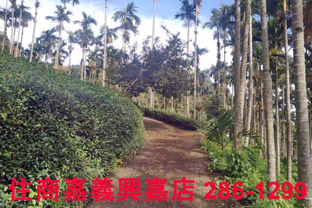 嘉義農地_林地-2