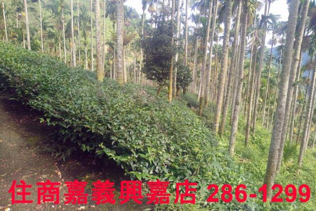 嘉義農地_林地-3