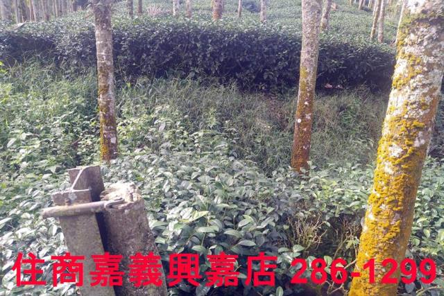 嘉義農地_林地-4