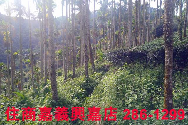 嘉義農地_林地-5