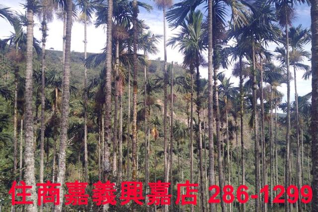 嘉義農地_林地-7
