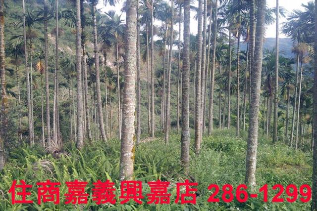 嘉義農地_林地-9