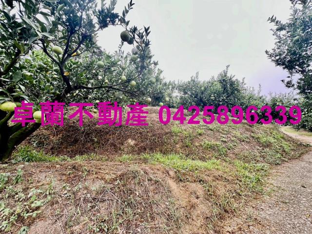 卓蘭農地_山坡地-14