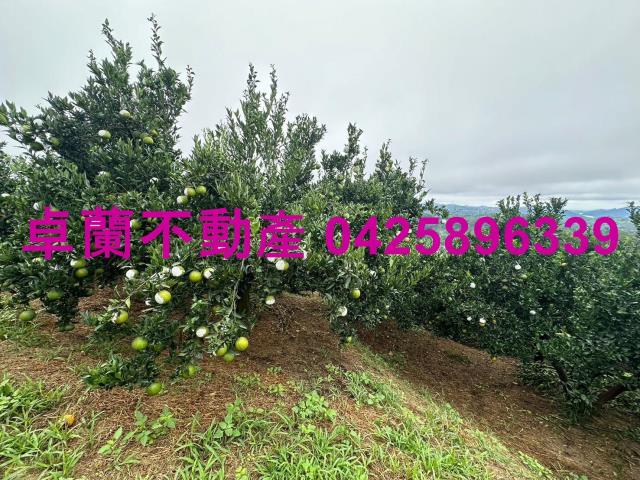 卓蘭農地_山坡地-1