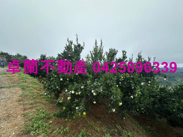 卓蘭農地_山坡地-2
