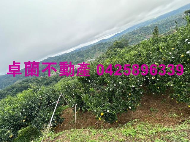 卓蘭農地_山坡地-5