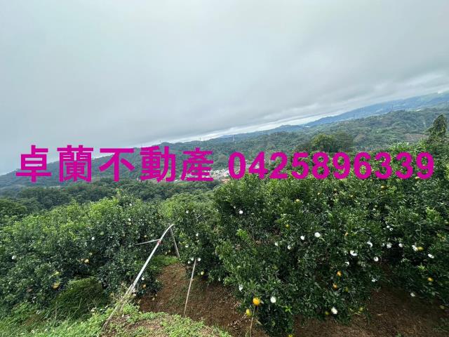 卓蘭農地_山坡地-6