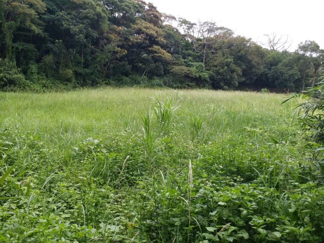 楊梅建地_山坡地-3