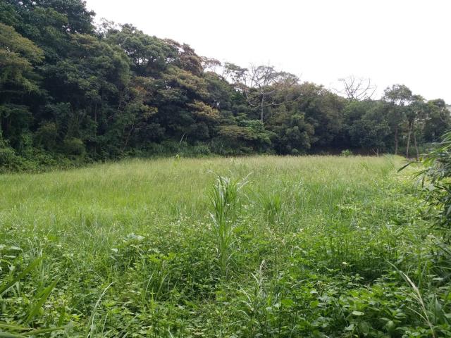 楊梅建地_山坡地-5