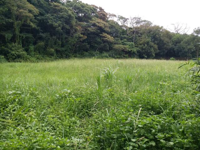 楊梅建地_山坡地-6