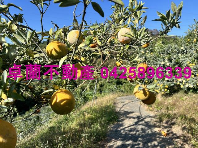 卓蘭農地_山坡地_休閒地-4