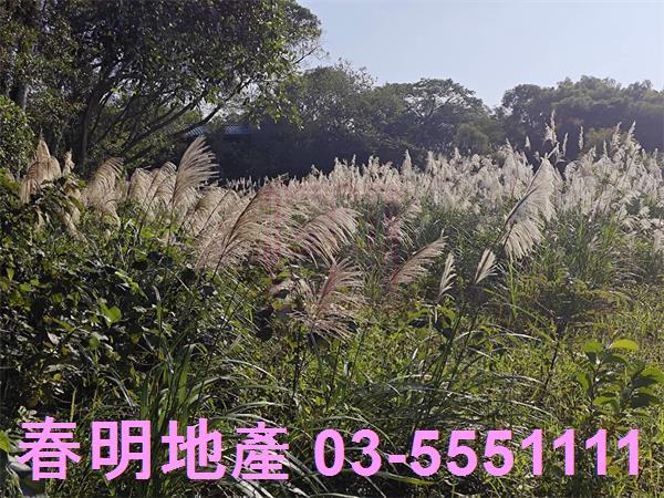 湖口農地-4